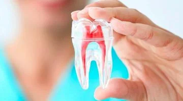 dentista segurando um dente